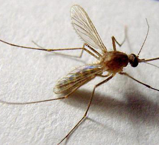 蚊子科普知識——認知篇