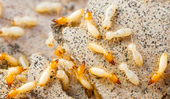 重慶白蟻是什么原因造成