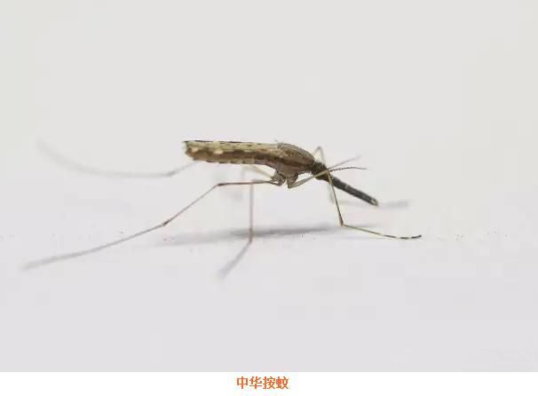 1609912589196913.jpg 5c8901c386685.jpg