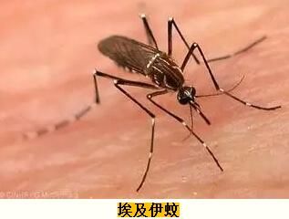 1609913248416289.jpg 5c8900ee10724.jpg