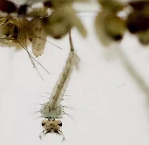 1609913321107583.jpg 5c8900ee175b3.jpg